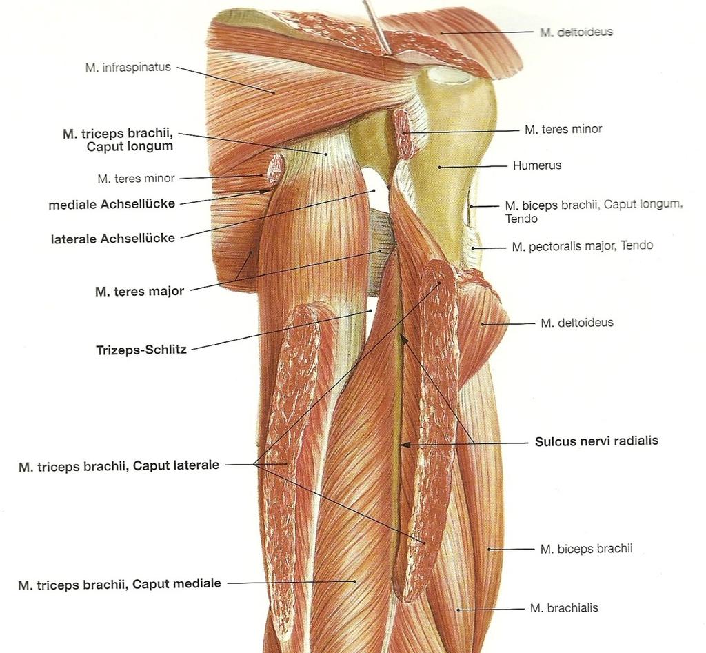 glenohumerale inferius) verstärken die Kapsel nach ventral.