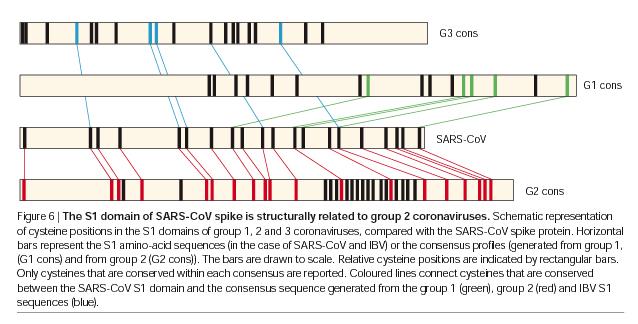 SARS: konservierte Cysteine im Alignment des spike-proteins Eickmann