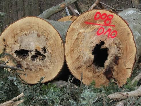 Ein Alt und Totholzkonzept für den Wirtschaftswald 11 Artenexperten fordern zum Erhalt echter alter Wälder: Echte Altbäume und die Reste echter alter Wälder müssen als
