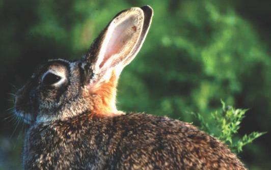 Wildkaninchen (Oryctolagus cuniculus L.) Kaninchen sind kleiner als Hasen (Gewicht bis 2 kg). Sprichwörtlich ist ihre Fruchtbarkeit.