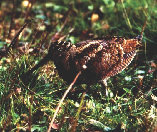 Waldschnepfe (Scolopax rusticola L.) Gesamtstrecke davon Fallwild 2002 6.212 23 Die Waldschnepfe ist ein Brutvogel der kühlen, nordischen gemäßigten Regionen.