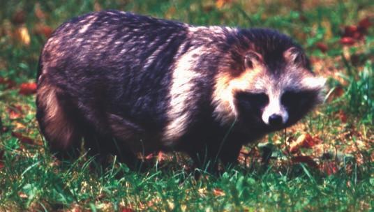 Marderhund (Nyctereutes procyonoides) Waschbär (Procyon lotor L.) Gesamtstrecke davon Fallwild 2002 62 5 Gesamtstrecke davon Fallwild 2002 1.