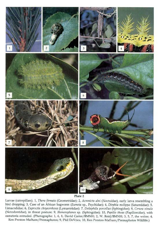 Lepidoptera Die Präimaginalstadien: Raupen: