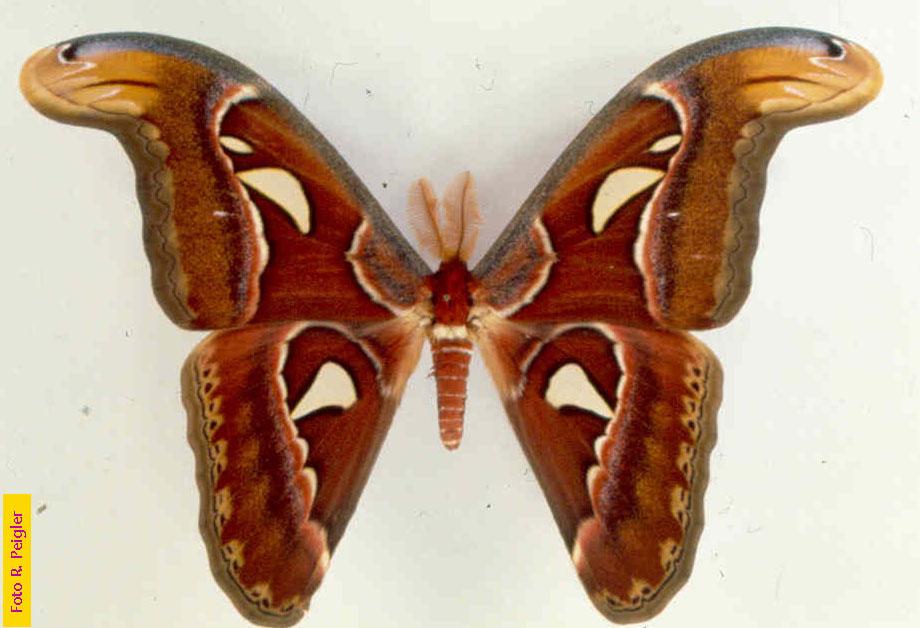 Lepidoptera Imagines: Attacus atlas Archaeoattacus