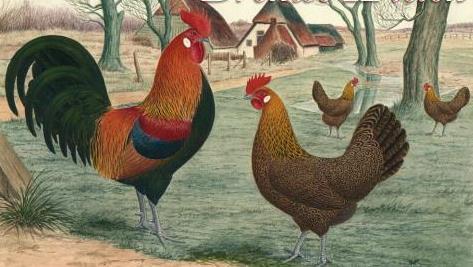 Holländische Zwerghühner Vorher wurden die kleinen Hühner goldhalsige Zwerghühner genannt, aber auch sagte man vorher manchmal