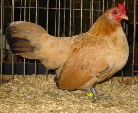Was sind die Probleme bei Weizen farbig Zeichnung im Hals beim Hahn soll nicht anwesend sein Zeichnung im Unterhals bei der Henne ist ganz wenig oder gar nichts.