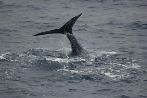 Überlegungen bezüglich Whalewatching-Routen zur Vermeidung möglicher Verhaltensänderungen der Cetaceen vor der Südküste Picos/Azoren Seminarfacharbeit im Rahmen des wahlobligatorischen Unterrichts in