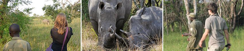 Übernachtung im Entebbe Airport Guesthouse. 3. Tag: Ziwa Rhino Sanctuary Früh brechen Sie auf und fahren zum Ziwa Rhino Sanctuary.