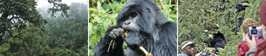 Tag: Gorilla-Tracking im Volcanoes Nationalpark Heute erwartet Sie der absolute Höhepunkt dieser Reise: der Besuch bei den Berggorillas im Volcanoes Nationalpark in Ruanda.