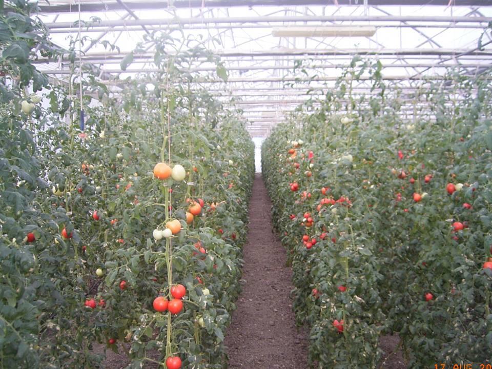 Verbesserte Nutzung von organischen Recycling-Düngern im Tomatenanbau durch mikrobielle Bioeffektoren Kontrolle