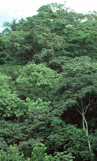 Verteilung der globalen Kohlenstoffvorräte in Pflanzen 0 50 100 150 200 250 Mrd t C Wälder Anderes Tropischer Regenwald Subtropischer Wald Borealer Wald Temp. laubwerfender Wald Temp.