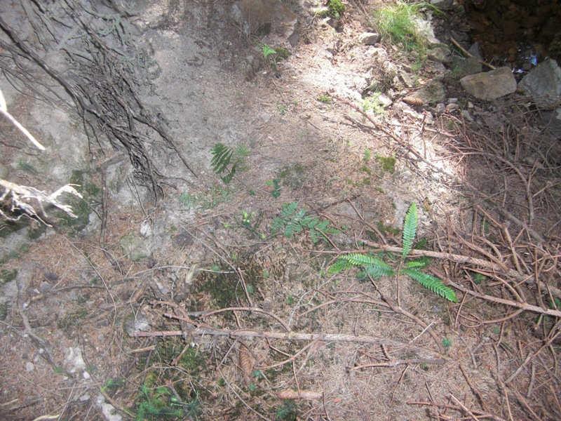 2014): - einzelne Arten der Krautschicht wurden umgetreten: Sorbus aucuparia,