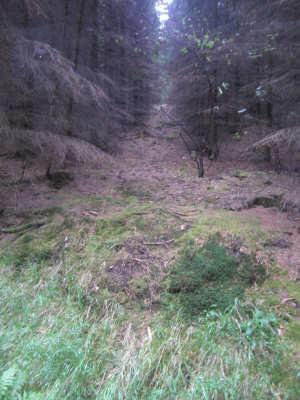 entwickelter Krautschicht Picea abies Picea abies beschränkt sich auf die typische Vegetation an Waldwegen,