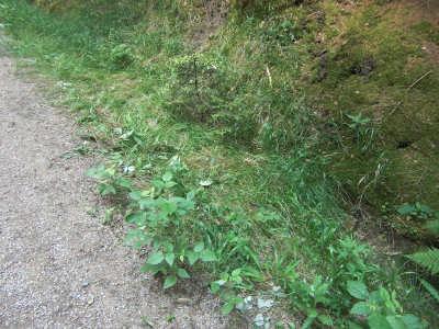 3 m Länge am Wegesrand flächig heruntergetretene Exemplare, diese aber weiterlebend, betrifft mit Taraxacum sect.