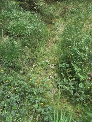 , Brachypodium sylvaticum, Deschampsia flexuosa, Oxalis acetosella, Ranunculus repens, Potentilla erecta, Picea abies, Juncus effusus,