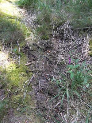 Auf dem steilen Hang, der durch Moose geprägt ist, kommt vereinzelt neben Gräsern auch Calluna vulgaris vor.