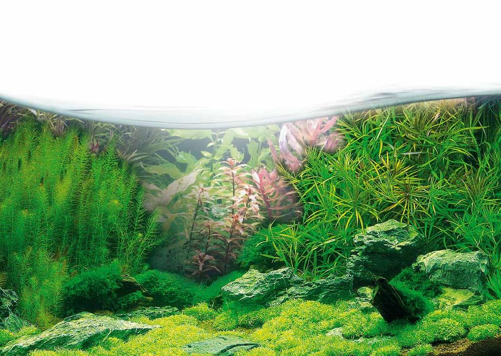 10 Das sollten Sie über Pflanzen im Aquarium wissen Das brauchen Ihre Pflanzen Wenn alles grünt und sprießt, dazwischen die bunten Fische welchem Aquarianer geht da nicht das Herz auf.