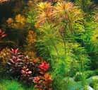 Nur Pflanzen, die gesund und kräftig gedeihen, können im ökologischen System des Aquariums ihre Funktionen erfüllen. Schwache und abgestorbene Teile dagegen belasten es.