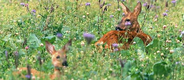 CL 1150 Herbst- und Winteräsungsgemisch für Hoch- und Niederwild 3,20 / kg Die vom Wild besonders gern angenommene Mischung erfreut sich bei allen Hochund Niederwildjägern zunehmender Wertschätzung.