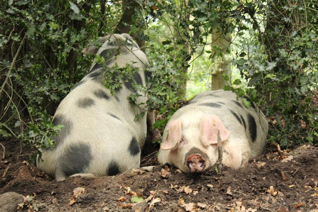 Antibiotika bei Biofleisch: Bio muss glaubwürdig bleiben! Bei Bioschweinen wurden offenbar Antibiotika eingesetzt, die nicht zulässig sind.