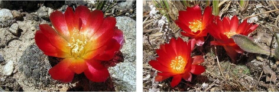 Abb. 3: S. azurduyensis RMR637 (VZ735) Vormittag die erste Kaktusblüte auf einer Tagestour zu Fuß war, stieg ich den Hang zu der Blüte hinunter.