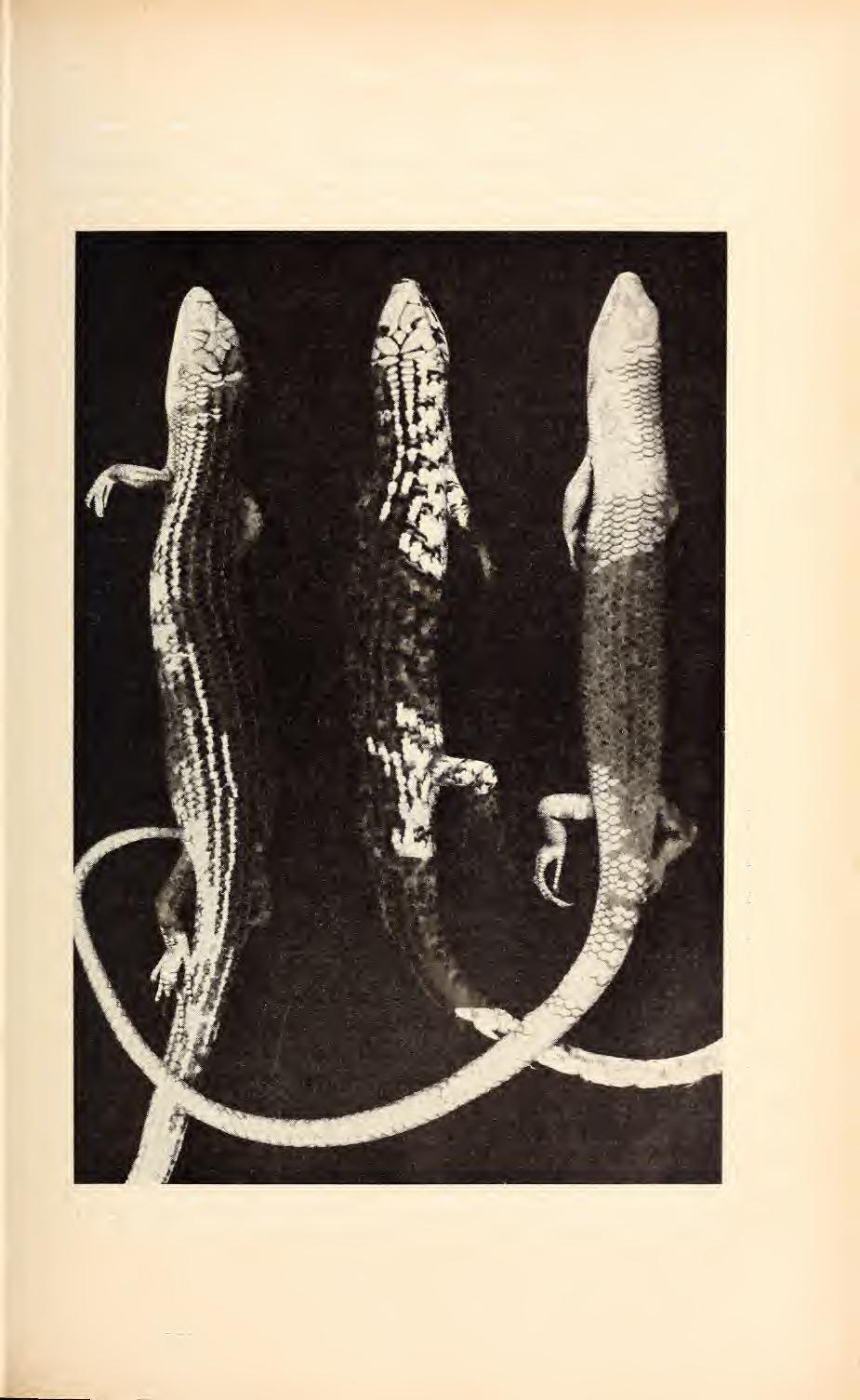 Heft 3/4 15/1964 Die Reptilien von Fernando Poo 223 Dieser hübsche