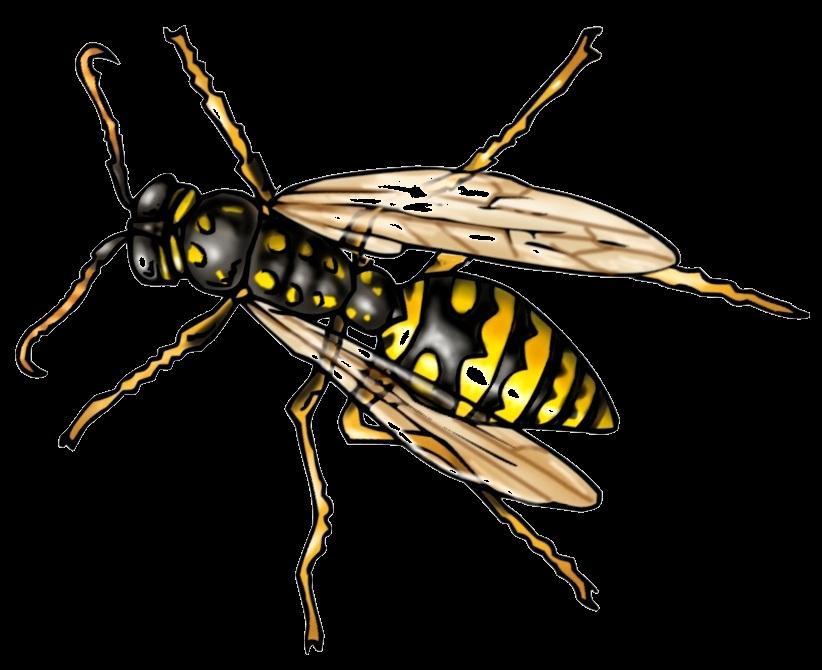4 Die Wespe Wespen sind nahe verwandt mit den Bienen. Ursprünglich gab es sie nur in Europa, Asien und Nordamerika. Man erkennt sie an ihrer auffällig schwarz-gelben Färbung.