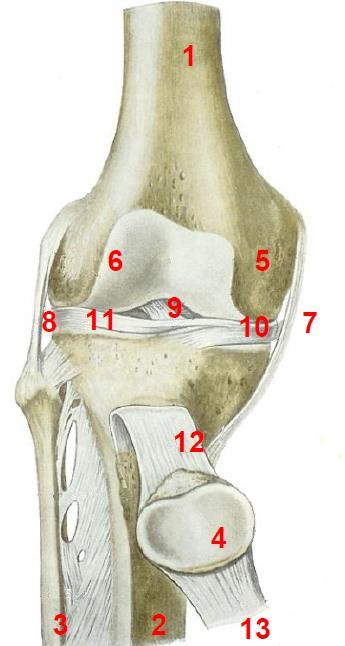 2 Hinter der Kniescheibe findet man den dicksten Knorpelbelag in einem Gelenk des menschlichen Körpers.