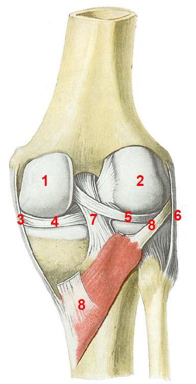 5 Auf der Außenseite setzt am Wadenbeinköpfchen der Bizepsmuskel des hinteren Oberschenkels an.