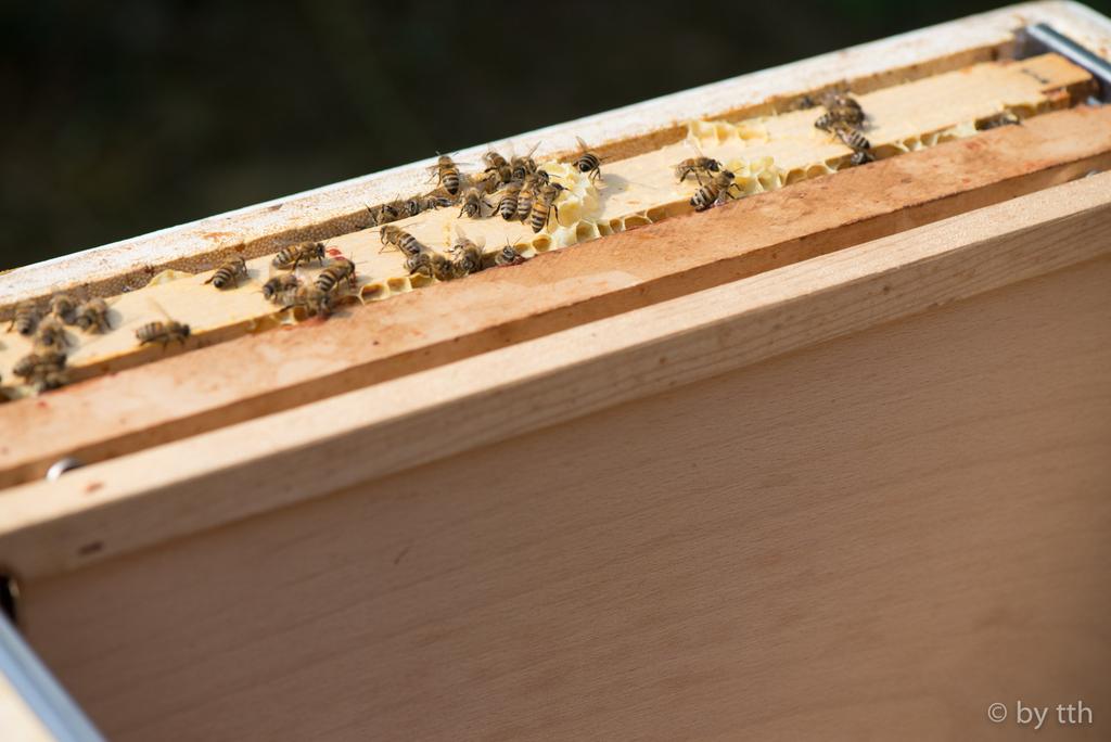Mit Pilzkopfnägeln sorge ich für den richtigen Abstand. So werden Bienen nicht gerollt oder gequetscht, wie es bei Hoﬀmann-Seiten in Normalmaß-Beuten oft geschieht.