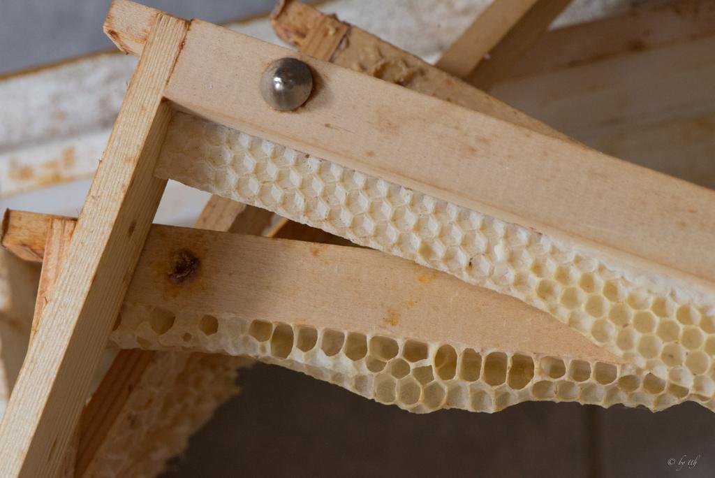 Anderenfalls bauen die Bienen ihre Waben quer über mehrere Rähmchen, wenn es keine ausgebauten Nachbarwaben gibt.
