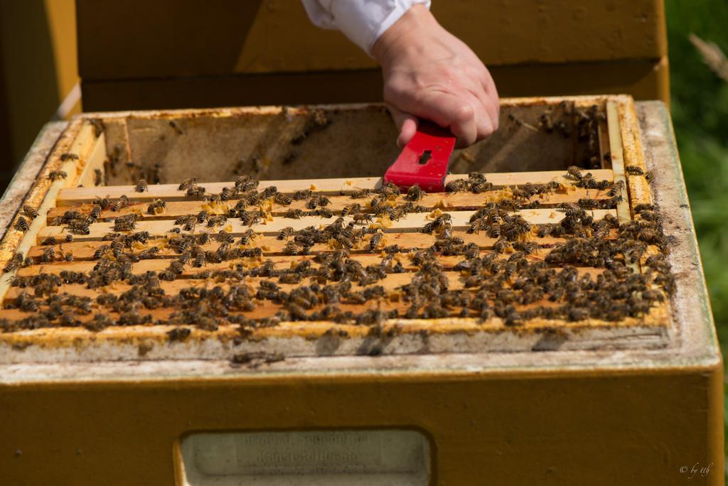 Die Wabe kann so besser schwingen, ermöglicht eine gute interne Kommunikation der Bienen untereinander (Bienentanz).