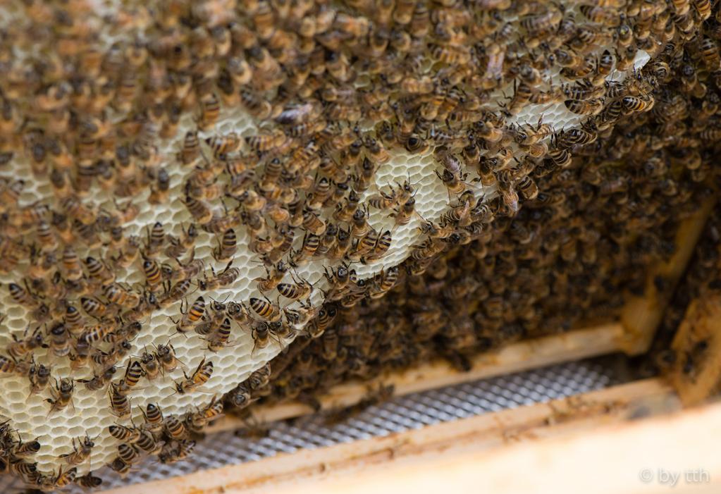 Er ist auf einem unteren Drittel einer inneren Wabe, die in diesem Teil nur leere Zellen enthält. So können die Schwingungssignale der tanzenden Bienen besser übertragen werden.