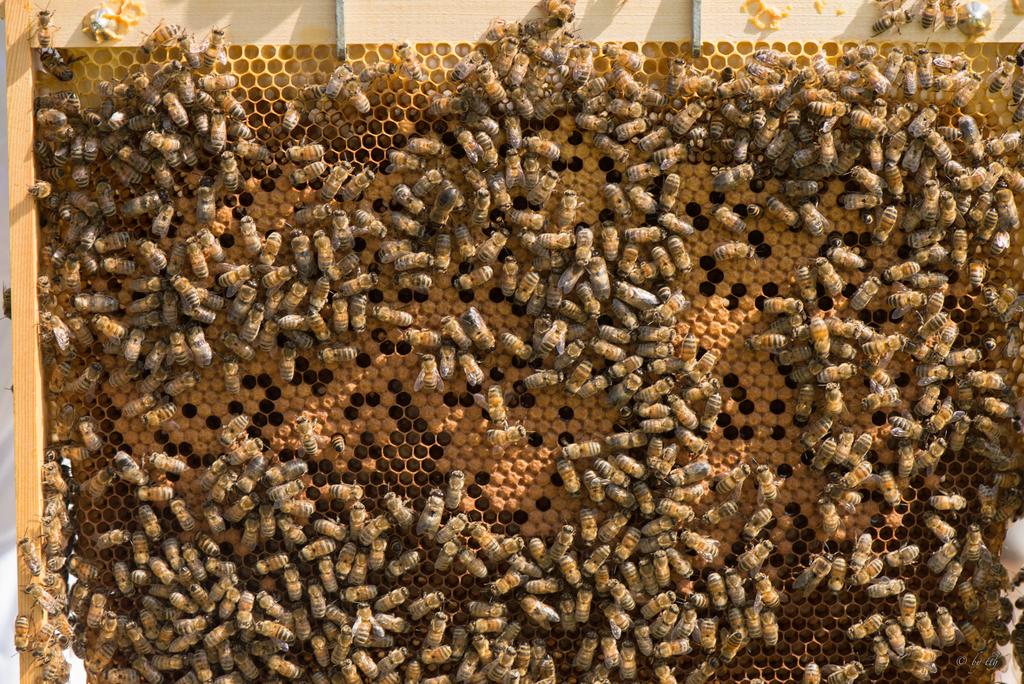 M. Westerkamp Imkern mit Naturbau-Waben Seite: 4/ 8 Darin können sich sehr viele Bienen unter dem Deckel oder dem Absperrgitter untereinander hängen.