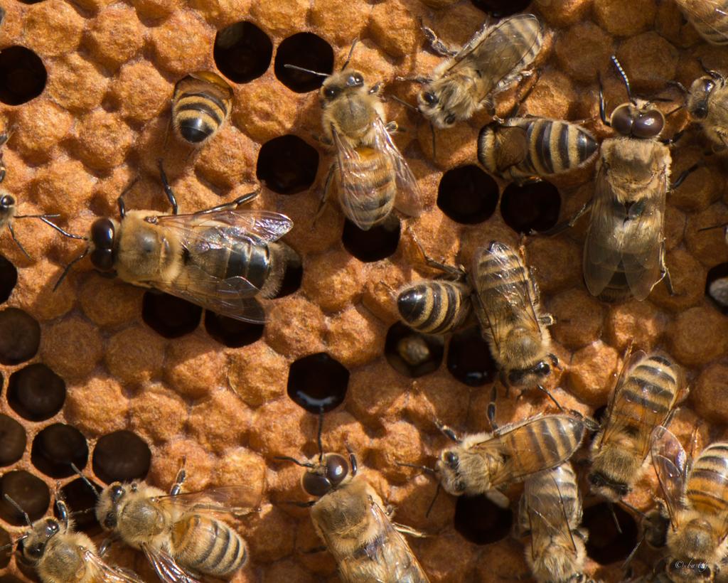 M. Westerkamp Imkern mit Naturbau-Waben Seite: 5/ 8 Drohnen sind im Bienenvolk leider unterschätzte Bewohner. Als Brut sorgen sie für ein wohliges Klima.
