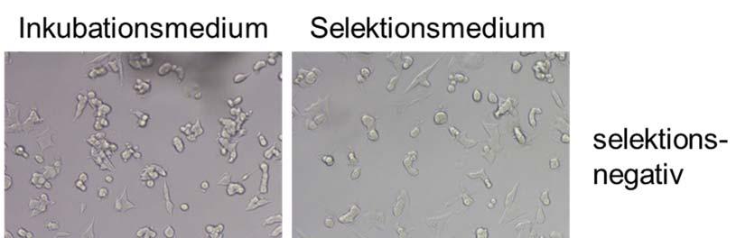 4.2 Random Mutation Capture Assay Abbildung 21: Selektion der Zellklone (Kap. 3.2.9.9) mit Kulturmedium ohne Pyruvat und Uridin zur Generierung von Rho0-Zellen.