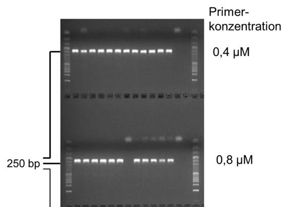 4.2 Random Mutation Capture Assay nungsreihe von 6,5*10 5-6,5*10 0 Kopien Mutations-PCR-Standard mit einer Primerkonzentration von 0,4, 0,8 und 1,2 µm jeweils drei PCRs mit anschließender