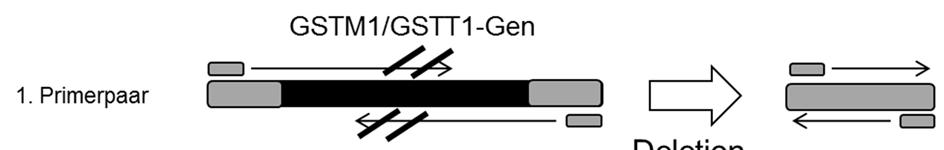 4.3 Bioinformatische Netzwerkmodellierung bzw. ein 3106 bp langes PCR-Produkt (GSTT1). Bei einem hemizygoten Genotyp entstehen jeweils beide Banden (Abbildung 33).