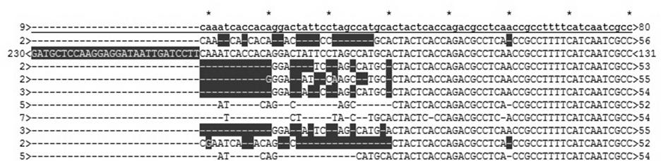 Anhang Abbildung 62: Ergebnisse der Sanger-Sequenzierung (Kap. 3.2.8) von Mutanten der SMF Bestimmung von mtdna von Frau 1.