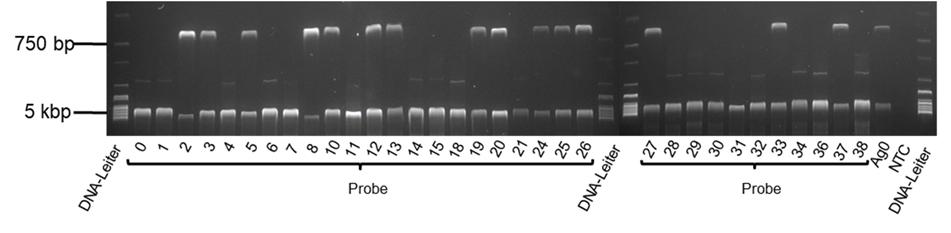 Anhang Abbildung 66: Gelelektrophoretische Auftrennung (Kap. 3.2.6) der PCR-Produkte der PCR zur GSTM1- Genotypisierung von Humanproben nach Kap. 3.2.10.2. Templat: DNA aus Humanproben.