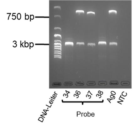 Erwartete PCR- Produktlänge bei vorhandensein des GSTM1-Gens: 625 bp. Erwartete PCR- Produktlänge bei einer GSTM1-Deletion: 4748 bp. Abbildung 67: Gelelektrophoretische Auftrennung (Kap. 3.2.6) der PCR-Produkte der PCR zur GSTT1- Genotypisierung von Humanproben nach Kap.
