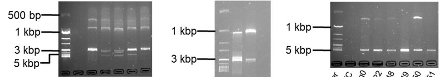 Erwartete PCR- Produktlänge bei einer GSTM1-Deletion: 4748 bp. Erwartete PCR-Produktlänge bei einer GSTT1-Deletion: 3106 bp. Abbildung 69: Gelelektrophoretische Auftrennung (Kap. 3.2.