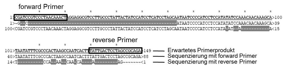 4.2 Random Mutation Capture Assay Abbildung 9: Vergleich des erwarteten Kopienzahlprimer-Produktes (oberste Zeile) mit den Ergebnissen aus der Sequenzierung mit dem reverse-primer (mittlere Zeile)