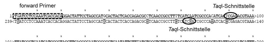 4.2 Random Mutation Capture Assay Abbildung 16: Vergleich der Sequenzen des Mutationsprimer-PCR-Produktes mit mtdna als Templat (obere Zeile jeweils) mit dem potentiell möglichen, unerwünschten