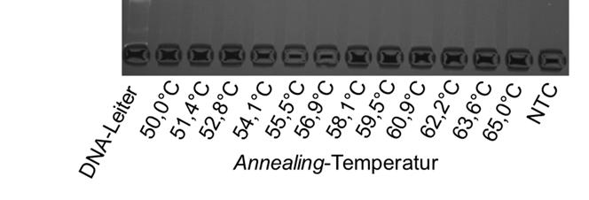 einer Länge von 239 bp detektiert und keine Nebenprodukte (Abbildung 17). Da zu niedrige Annealing-Temperatuen unspezifische Primer-Bindungen hervorrufen können (Rychlik et al.