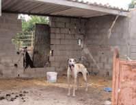 Trotz des Verbotes für das einfache Volk, diese Hunde zu halten, wurden aus den Zuchten des Adels Tiere gestohlen und so entwickelte sich der Galgo espagnol zu einem Nutztier, welches