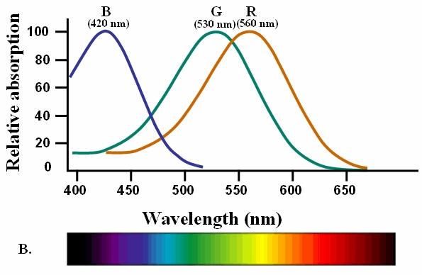relative Absorption relative Absorption relative Absorption blau 420 nm grün 530 nm rot 560 nm Absorptionsspektren der Sehpigmente