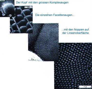 Nanotechnologie des Spritzgießens Die Natur als Vorbild: Mottenaugen und Lotuseffekt Prof. Dr.-Ing.