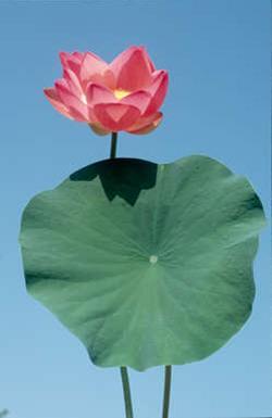 Die Heilige Lotusblume gilt in den asiatischen Religionen als Symbol der Reinheit: Makellos sauber entfalten sich die Blätter aus dem Schlamm der Gewässer.