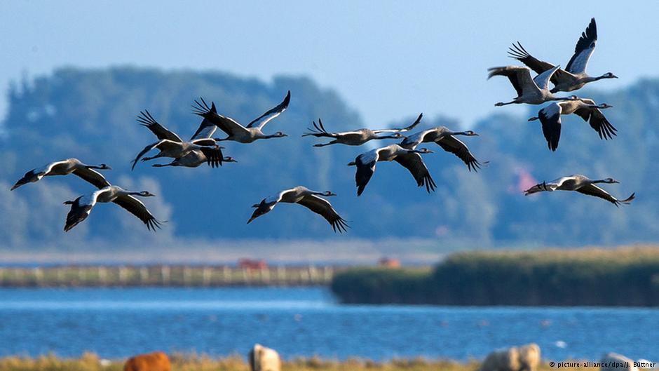L T Vogelwanderung: Eine gefährliche und zugleich erstaunliche Reise Menschen sind seit jeher fasziniert von den jährlichen Wanderungen der Zugvögel.